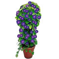 Morning glory seeds (Grandpa ott) IMPORTED FLOWER SEEDS BY HK DEALER. 