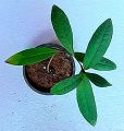 5 Fresh Terminalia Arjuna Arjun Bonsai Tree Seeds. 