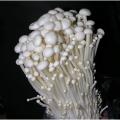 Enoki Mushroom Spawn Seeds. 