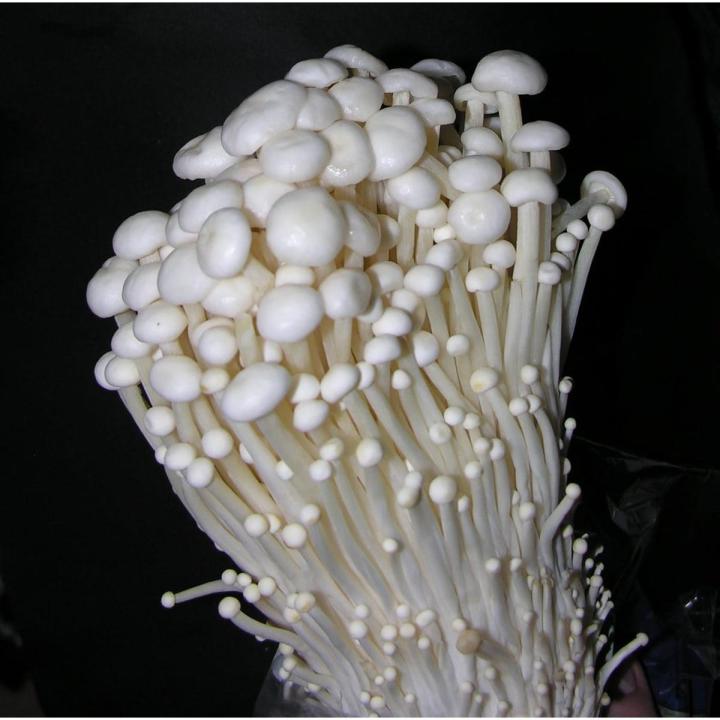 Enoki Mushroom Spawn Seeds