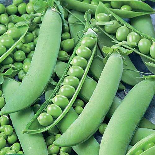 Peas%20matr%20seed%20for%20kitchen%20gardening%20-%20Image%203