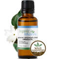 JASMINE GRANDIFLORUM ABSOLUTE Essential Oil | Wildcrafted. 