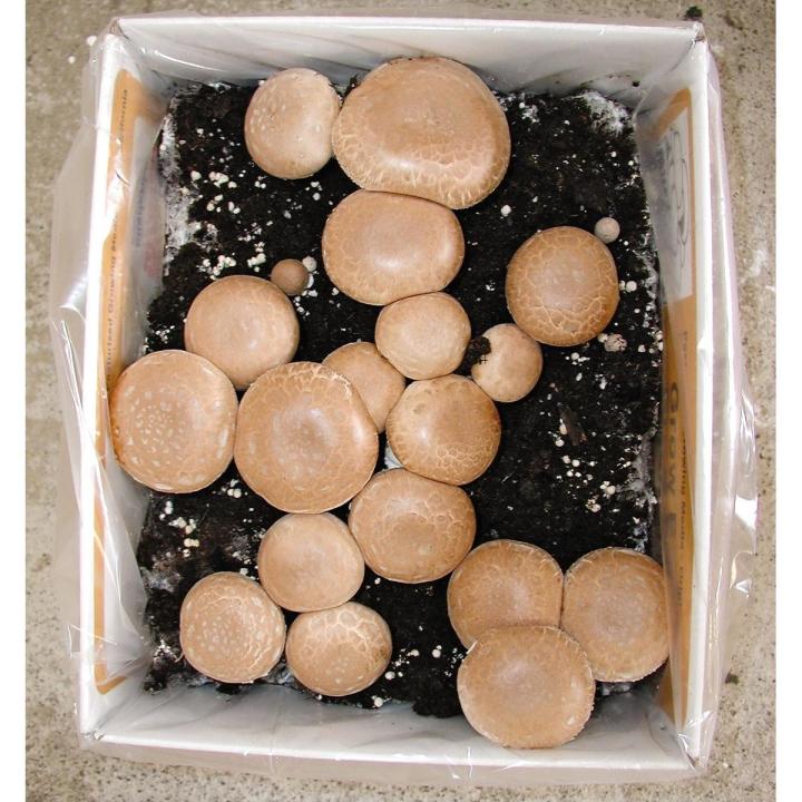 Cremini Mushroom Spawn Home Gardening