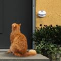 Cat Doorbell - Wireless Alarm Cat and Dog Doorbell - Door bell with Light & 10 Different Sounds. 