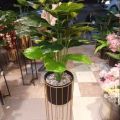 1 Metal Round Freestanding Wired Black & Gold Planter Home Decor Best for Lounge, Bedroom, Drawing Room / Planters / Planters with stand / Planters with stand and pots. 