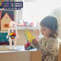 Hands-on Anatomy Learning Kit Interactive Human Body Model Kit Educational Diy Toy with 11 Analysis Cards Ideal for Students Accessories Included Diy Human Organ Model. 