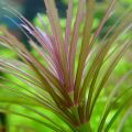 Pogostemon Stellatus (Narrow-Leaf)/aquarium plants/aquarium decoration. 