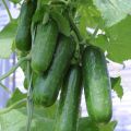20+ Cucumber Desi Kheera Kitchen Gardening Vegetable Seeds. 