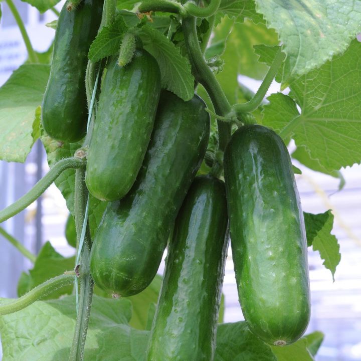 F1%20Hybrid%20Cucumber%20(%DA%A9%DA%BE%DB%8C%D8%B1%D8%A7,Khera)%20Seeds%20For%20Kitchen%20Gardening%20-%20Image%2010