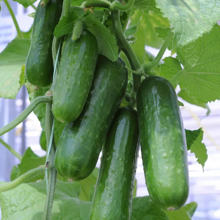 20+%20Cucumber%20Desi%20Kheera%20Kitchen%20Gardening%20Vegetable%20Seeds%20-%20Image%208