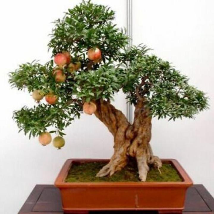 Bonsai Edible Pomegranate Fruit Tree Seeds
