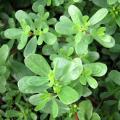 500+ Kulfa Saag Purslane - Kitchen Gardening Vegetable Seeds. 