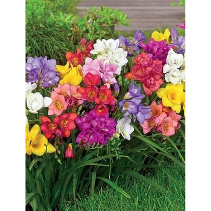 Freesia Royal Champion MixTypeSeason, Estimated Seeds: 15Plant Height: 16 inch Cut flower strain with large open flowers and strong stems- By Extreme Doers,