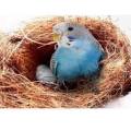 Nesting Material for Birds II PACK of 3 + 1pc Extra on Every Order .|| Grass Nest For Finches And Small Birds | nesting material | Coconut Fiber, Nesting Material Birds Coconut Grass For Small Nesting Birds - 25 to 30 grams. 