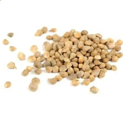 Spinach%20seeds%20(Palak%20k%20beej%20)(%D9%BE%D8%A7%D9%84%DA%A9%20%DA%A9%DB%92%20%D8%A8%DB%8C%D8%AC)Desi/Germinated/Best%20Quality/Fast%20growing/Excellent%20Germination/High%20Quality/Healthy%20Vegetable%20Seeds/Vegetable/Home/Kitchen/Gardening%20seeds/beej/Vegetables%20Seeds%20Packet%20-%20Image%203