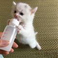 Pet Nursing Bottle Kits Replacement Nipple Cat Feeding Bottle for Newborn Kittens, Puppies, Rabbits, Small Animals. 