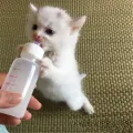 Pet Nursing Bottle Kits Replacement Nipple Cat Feeding Bottle for Newborn Kittens, Puppies, Rabbits, Small Animals. 