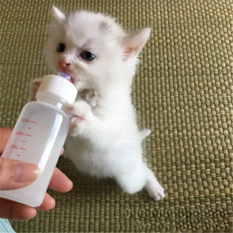 How to make a bottle for a kitten best sale