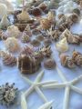 Premium Quality Shalls Pack Best Quality & Beautiful Shapes Natural Seashells Pack For Home & Room Decoration. 