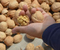 Kaghazi Akhrot (soft shell) 100% Imported from Quetta walnuts - 1 KG / 1000g. 