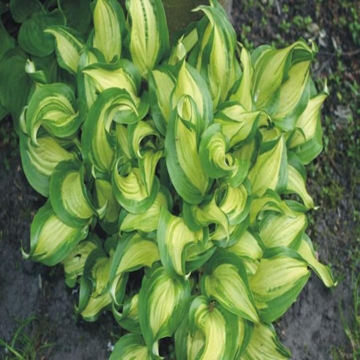 Geisha Hosta Plant Seeds