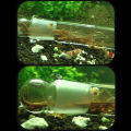 Glass 3-Hole Aquarium Pest Catcher Fish Tank Planaria Leech Worm Trap Cleaner. 