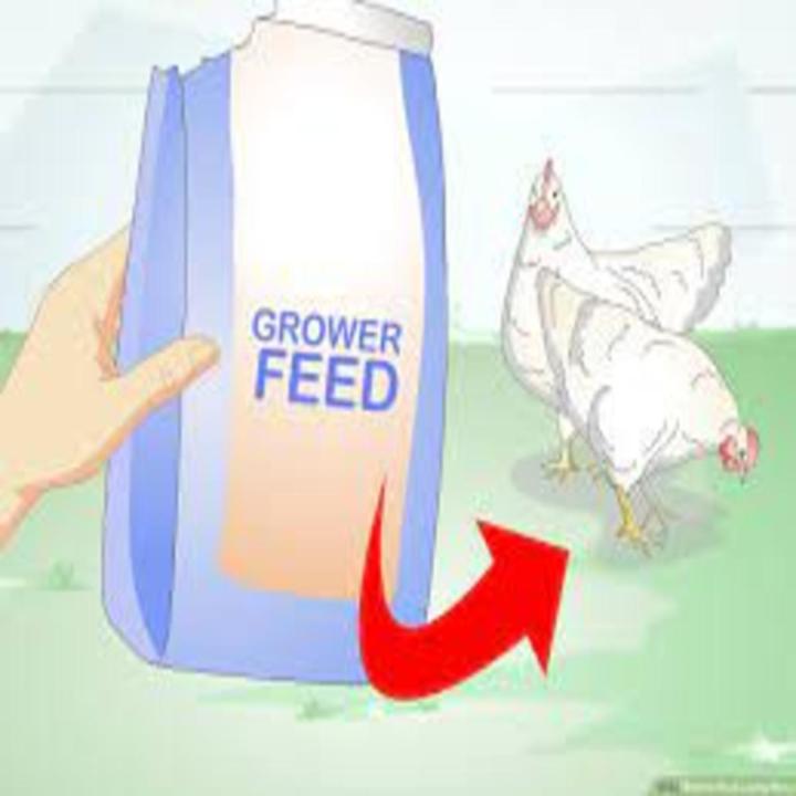 HEN FEED #13 NO. FOR EGGS PRODUCTION
