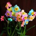 Rainbow Daffodils Perennial Flowering Plants Seeds-Absorption Radiation. 