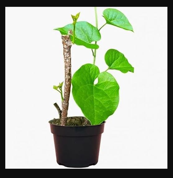 Giloy Plant |Best for Seed Garden & Home Decoration|