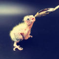 5Pc Baby Bird Pointed Feeding Spoon Stainless Steel Milk  Parrot Feeder. 