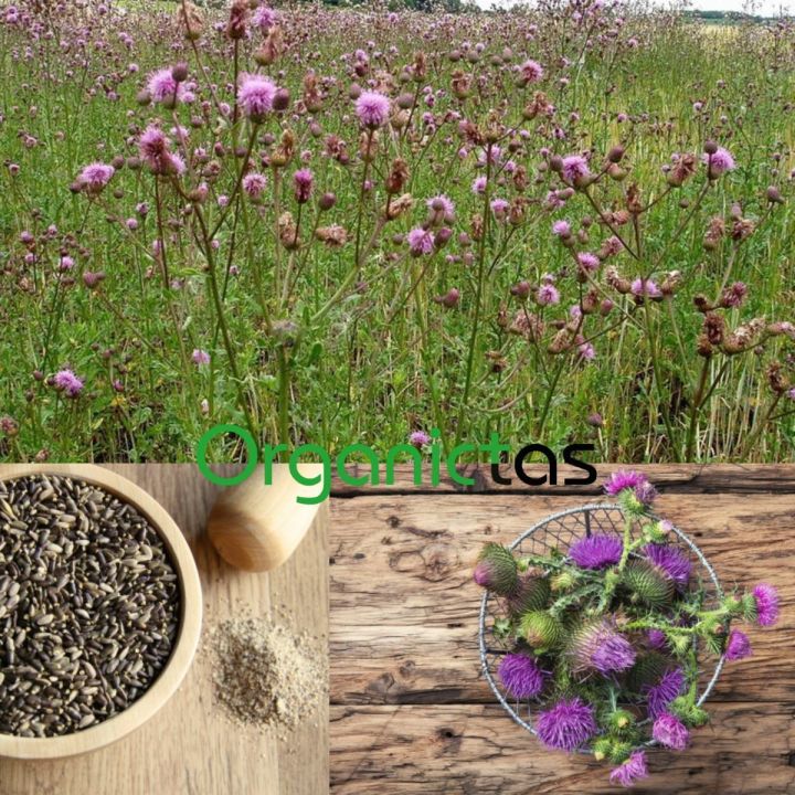 MILK%20THISTLE%20SEEDS%20-%20Organic%20for%20Tea%20Silybum%20Marianum%20Natural%20Detox%20100g%20-%20Image%203