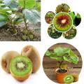 Bonsai Kiwi Fruit Tree Seeds for Gardening And Planting. 