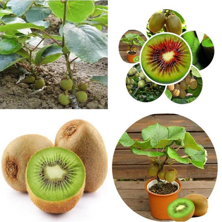 Bonsai Kiwi Fruit Tree Seeds for Gardening And Planting
