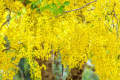 Amaltas Seeds / Cassia Fistula / Golden Shower Tree Seeds. 