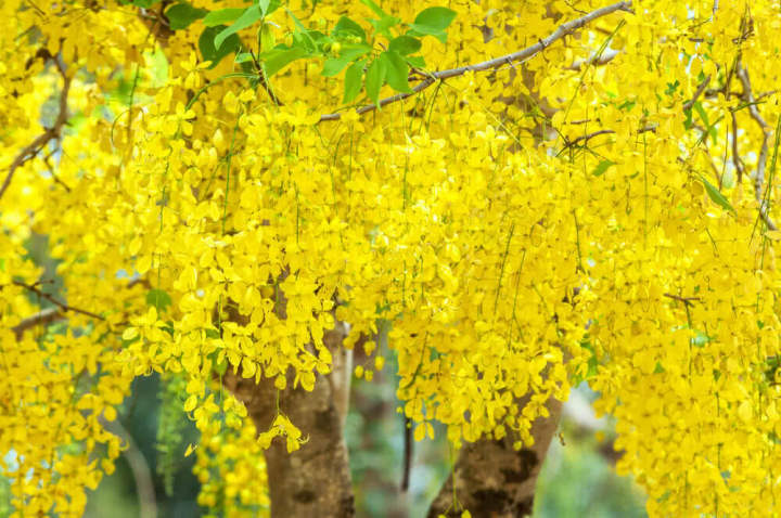 Amaltas Seeds / Cassia Fistula / Golden Shower Tree Seeds