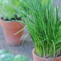 Garlic Chives Herbs seeds. 