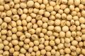 Arena Organica Yellow Soya Bean (Whole) (1 kg. 