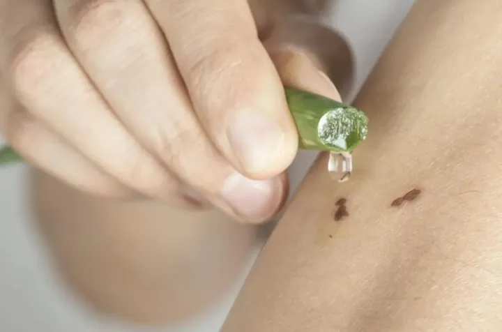 Fresh%20Aloe%20Vera%20Plant%20in%20small%20pot%20-%20Image%202