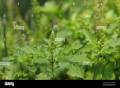 20+Niaz Bo Basil Herbal Seeds-Thai Large Leave-Kitchen Gardening. 