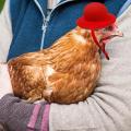 Chicken Hat for Hens Tiny Pets Funny Chicken Accessories Hen Top Hat for Rooster Duck Parrot Hamster Poultry Stylish Show Costum. 