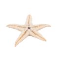 Small Starfish Star Sea Shell Beach Craft 0.4 inch-1.2 inch 180 Pcs. 