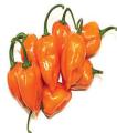 Habanero Pepper Seeds (Hot Chilli) Beautiful Colour Pepper. 