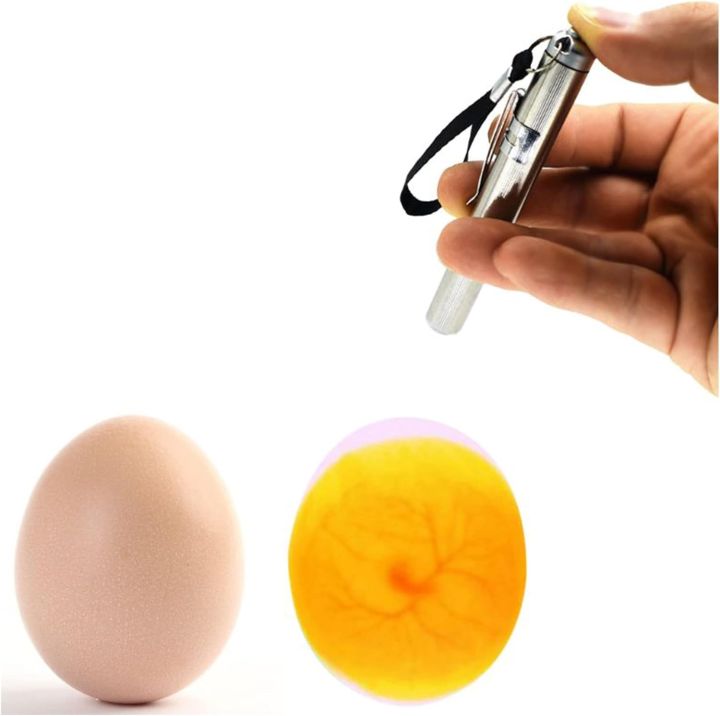 Incubator Eggtester Egg Candling Lamp LED Super Cold Equipment Stainless Steel Mini Keychain Poultry Incubation Flashlight 1 PcBy Ks Pets Care