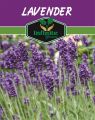 Lavender , Herb Seeds for Kitchen Gardening, Best for Home Gardening.. 