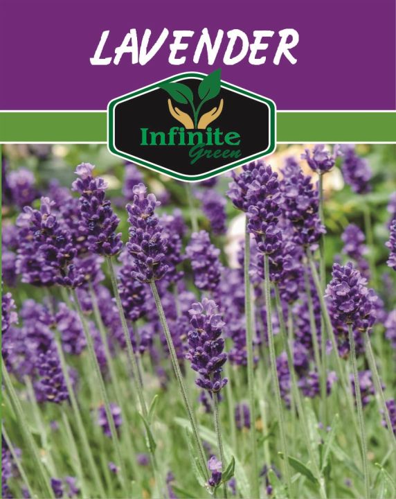 Lavender%20,%20Herb%20Seeds%20for%20Kitchen%20Gardening,%20Best%20for%20Home%20Gardening.%20-%20Image%202