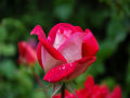 Red Rose Dream View wall Decor UV Panaflex Poster without Frame Size : 22L x 36W Inches (J-014). 