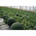 15+ Desi Watermelon / Tarbooz Seeds. 