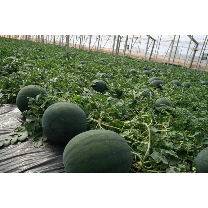 15+ Desi Watermelon / Tarbooz Seeds