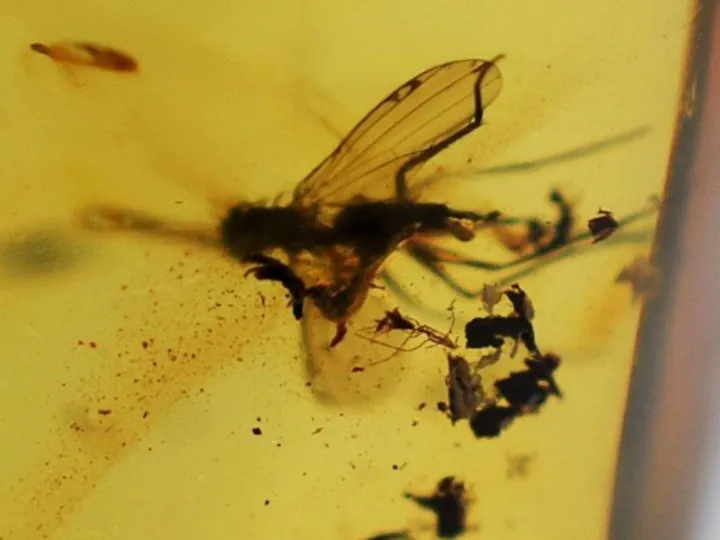 Amber%20Stone%20-%20Image%207