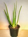 Fresh Aloe Vera Plant in small pot. 